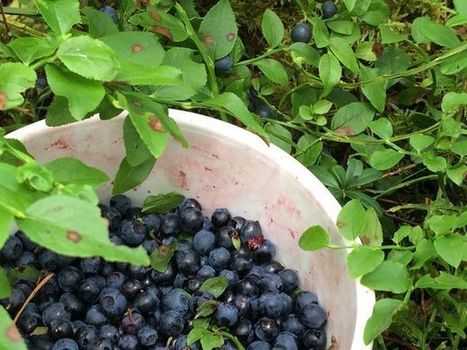 Marjasesongin aikana poliisi joutuu etsimään eksyneitä marjastajia droonien ja koirien avulla | 1Uutiset - Lukemisen tähden | Scoop.it