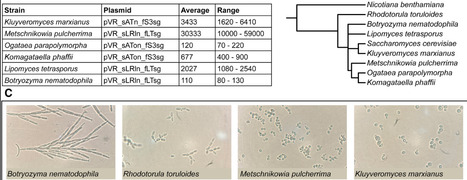 A membrane-free spot-plating protocol for Agrobacterium-mediated transformation of diverse yeasts | PLOS | RMH | Scoop.it