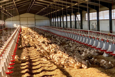 GRIPPE AVIAIRE : 5 questions pour en savoir plus sur le virus qui touche les volailles dans le sud-ouest | ALIMENTATIONS | Scoop.it