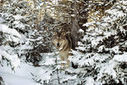En Arménie, la chasse au loup est ouverte - LeMonde.fr | Pastoralisme Ours Loups Lynx | Scoop.it