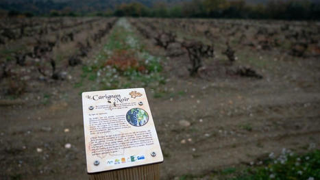 L’œnorando, une randonnée pour mieux connaître les paysages viticoles des Aspres dans les Pyrénées-Orientales - Le Parisien | Tourisme de randonnées                                                                                                                                                                                 & Sports de nature pour les pros | Scoop.it