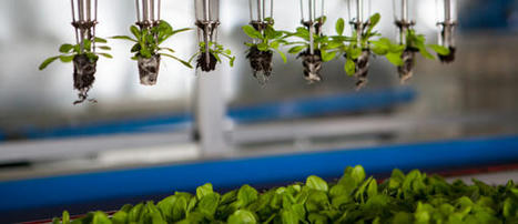 Junk Agroecology - Friends of the Earth International | Agroecologie et Syst&egrave;mes Alimentaires Durables | Scoop.it