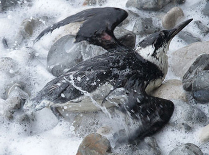 Marine pollution incidents kill thousands of seabirds – and it could be legal! | Pollution accidentelle des eaux (+ déchets plastiques) | Scoop.it
