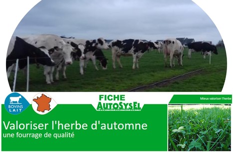 Pâturage : Bien valoriser la pousse d’herbe d’automne | Lait de Normandie... et d'ailleurs | Scoop.it