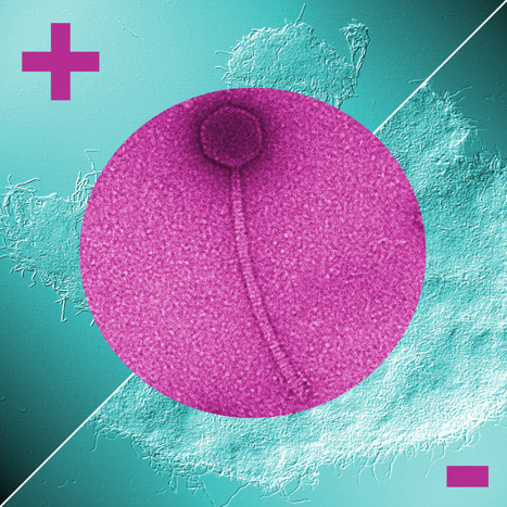 Prophage induction can facilitate the in vitro dispersal of multicellular Streptomyces structures | I2BC Paris-Saclay | Scoop.it