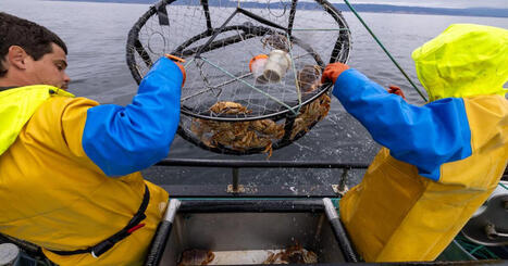 Why holiday crab tradition in California faces another disrupted season | Soggy Science | Scoop.it