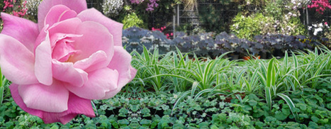 Colloque Horticulture ornementale - Acad&eacute;mie d'Agriculture de France | HORTICULTURE | Scoop.it