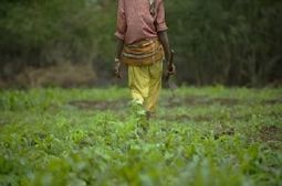 En Afrique, la révolution agricole reste à faire | Questions de développement ... | Scoop.it