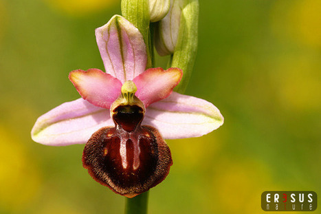 Les orchid&eacute;es sauvages d'Aveyron | Eresus-nature | Aveyron | Scoop.it