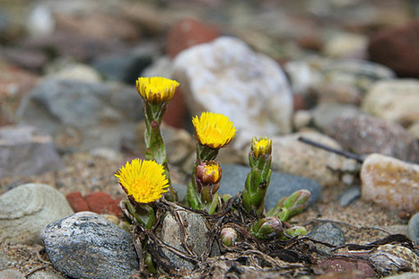Kaviosalaatti lykk&auml;&auml; jo kukkaa - Artikkelit - Tiede | 1Uutiset - Lukemisen t&auml;hden | Scoop.it