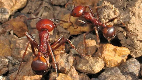 Trafic de fourmis : un commerce illicite en plein essor au Kenya | Insect Archive | Scoop.it