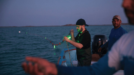 Saving sea turtles with solar-powered fishing nets | Industry 411 - Waste Management | Scoop.it