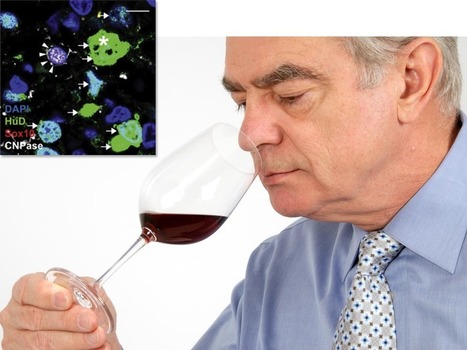 No New Neurons for Smell? | Science News | Scoop.it