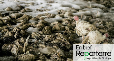 Grippe aviaire : encore de nouveaux abattages pour « protéger » la Bretagne | Toxique, soyons vigilant ! | Scoop.it