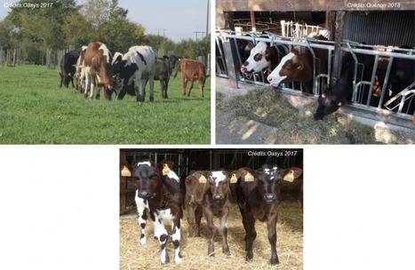 [INP-AGIR] Dairy crossbreeding challenges the French dairy cattle sociotechnical regime | SpringerLink | Publications scientifiques | Scoop.it