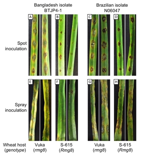 Zenodo: Rmg8 confers resistance to the Bangladeshi lineage of the wheat blast fungus (2019) | Plants and Microbes | Scoop.it