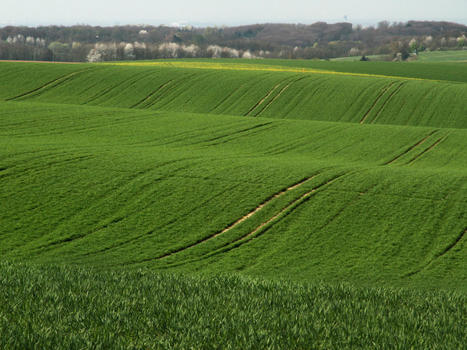Le changement climatique pourrait devenir le principal facteur de d&eacute;clin de la biodiversit&eacute; d'ici le milieu du si&egrave;cle | ECOLOGIE - ENVIRONNEMENT | Scoop.it