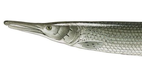 Vihattu syvyyksien hylki&ouml;peto onkin kalastajan k&auml;tev&auml; apulainen | 1Uutiset - Lukemisen t&auml;hden | Scoop.it