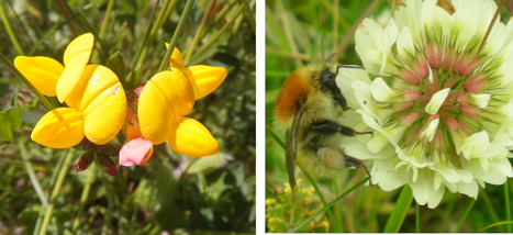 N&eacute;onicotino&iuml;des : l&rsquo;abeille change de pr&eacute;f&eacute;rences florales - Journal de l'environnement (abonn&eacute;s) | EntomoNews | Scoop.it