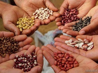 10 empresas dominan el 75% del mercado mundial de semillas | PIENSA en VERDE | Scoop.it