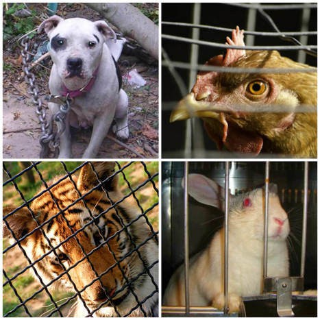 Peta: Teaching empathy for animals not only helps animals but also lessens the likelihood that kids will be cruel to other kids. | Empathy and Animals | Scoop.it