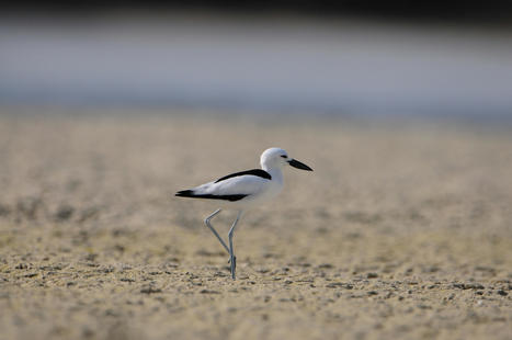 L'EAD et Wetlands International lancent un nouveau portail en ligne pour les populations d'oiseaux d'eau du monde entier | Biodiversité | Scoop.it