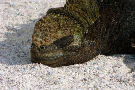 Marauding Marine Iguanas - Discovering Galapagos Evolution Zone | Galapagos | Scoop.it