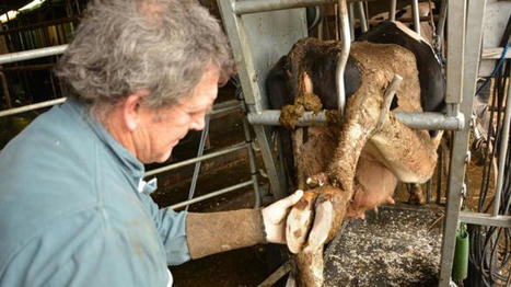 Traiter la Mortellaro en élevage | SCIENCES DE L' ANIMAL | Scoop.it