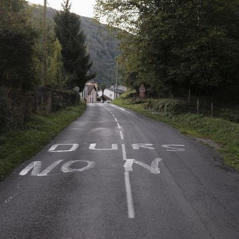 «L’homme et l’ours ne savent plus vivre ensemble» - Libération | GREENEYES | Scoop.it