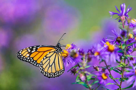 Le déclin des papillons en France va provoquer une crise d'ampleur inimaginable | Toxique, soyons vigilant ! | Scoop.it