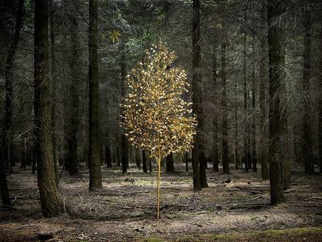 Between the Trees by Ellie Davies | Art Installations, Sculpture, Contemporary Art | Scoop.it