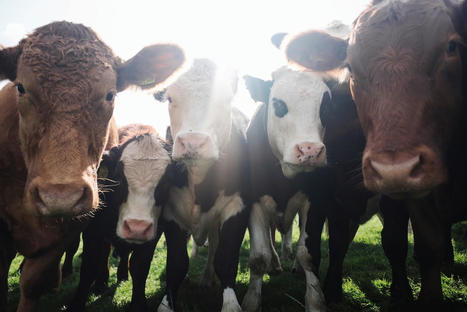 CONSUMPTION : How to change consumer behavior for decarbonization  | ALIMENTATIONS | Scoop.it