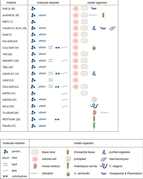 Stretching the boundaries: Expansion microscopy a game changer in super-resolution imaging | Cin | RMH | Scoop.it