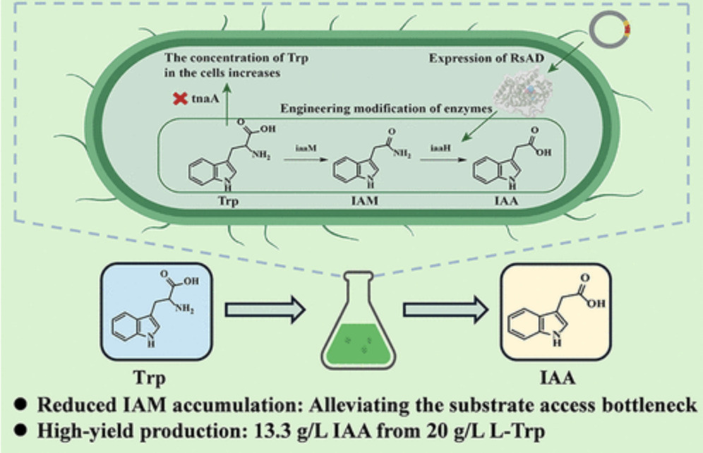 Biosynthesis of Indole-3-Acetic Acid in Escheri...