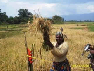 Cameroon Joins the Global SRI Group | SRI Global News ++ March - May 2025    System of Rice Intensification (SRI) | Scoop.it