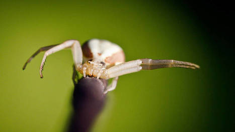 Hämähäkit ovat armottomia ahmatteja - vetävät vertoja jopa ihmiselle | 1Uutiset - Lukemisen tähden | Scoop.it