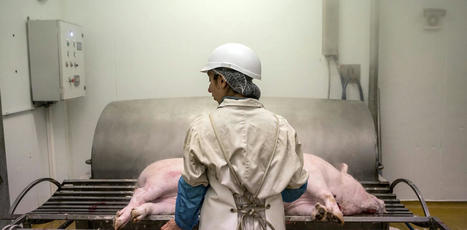 FRANCE : Des abattoirs paysans pour offrir une alternative &agrave; l&rsquo;abattage industriel | CIHEAM Press Review | Scoop.it