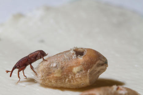 Charançon des céréales : petit insecte, grands ravages | EntomoScience | Scoop.it