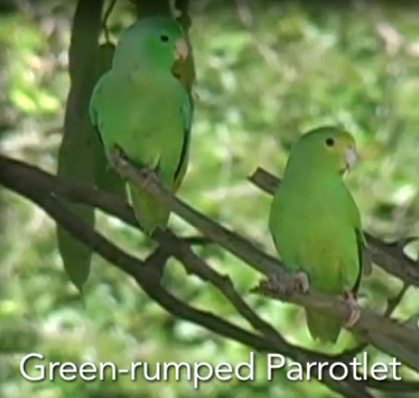 Wild parrots name their babies | video | | Science News | Scoop.it