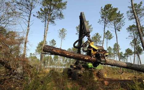 Nouvelle-Aquitaine : les industriels misent sur la « boisdiversité »  | Landes | Scoop.it