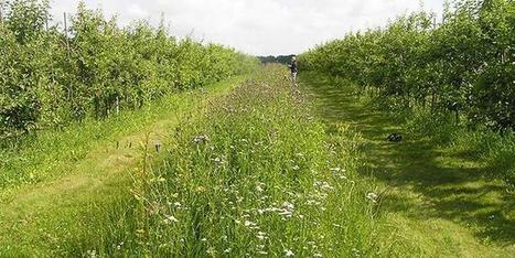 Ateliers: suivi des insectes auxiliaires au verger | Biodiversité | Scoop.it