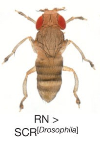 44 - &Agrave; l&rsquo;inverse... | EntomoScience | Scoop.it