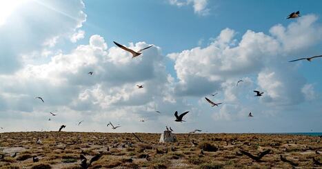 A Remote, Protected Seabird Paradise May Soon Host a Rocket Landing Site | Industry 411 - Waste Management | Scoop.it