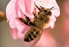 Decline of honey bees now a global disaster, says United Nations | BIODIVERSITY IS LIFE  – | Scoop.it