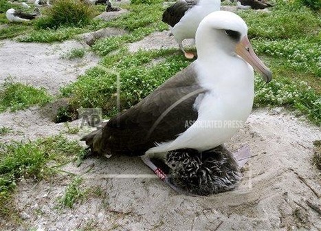 Albatross named Wisdom astounds scientists by producing chick at age 62 | Merveilles - Marvels | Scoop.it