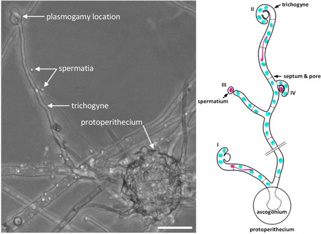 Fast and tortuous : comment les microtubules pilotent les d&eacute;formations extr&ecirc;mes du noyau m&acirc;le chez le champignon mod&egrave;le Podospora anserina | Life Sciences Universit&eacute; Paris-Saclay | Scoop.it