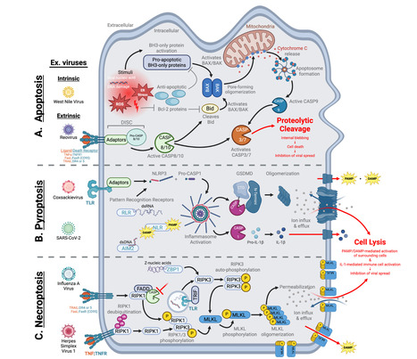 Mammalian Innate Antiviral Defenses Beyond Interferon | Virus World | Scoop.it