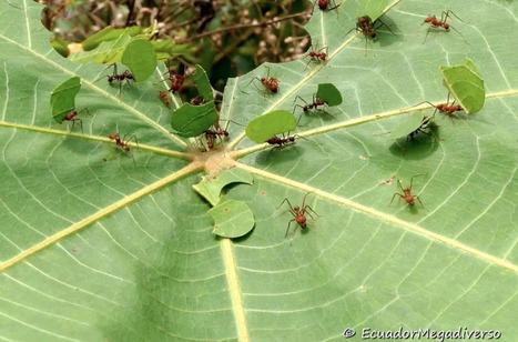 Video: Watch these lady leafcutter ants tend to the gardening | RAINFOREST EXPLORER | Scoop.it
