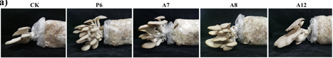 Native Bacteria Associated with Mushroom Cultivation Promote Mushroom Growth Through Multiple Mechanisms | mdpi | RMH | Scoop.it