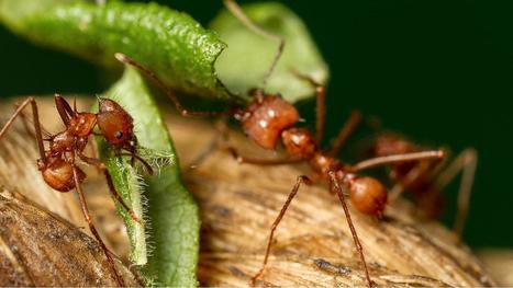Leafcutter ants use prehensile legs to help chop up leaves | RAINFOREST EXPLORER | Scoop.it